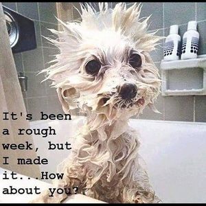 Meet your Posher, Francis